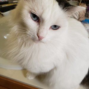 Meet your Posher, Mochi